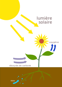 Photosynthèse